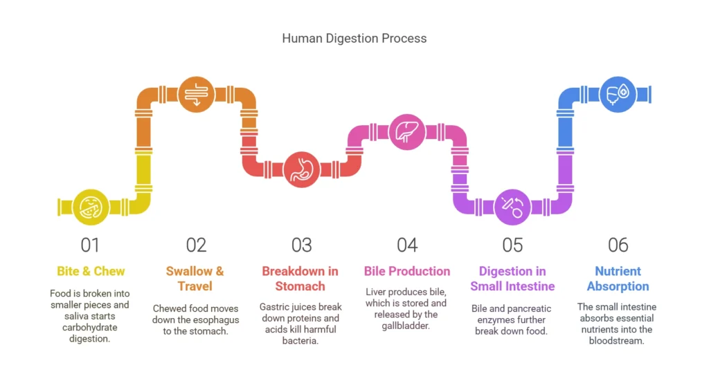 Infographic of the human digestion process from chewing to nutrient absorption
